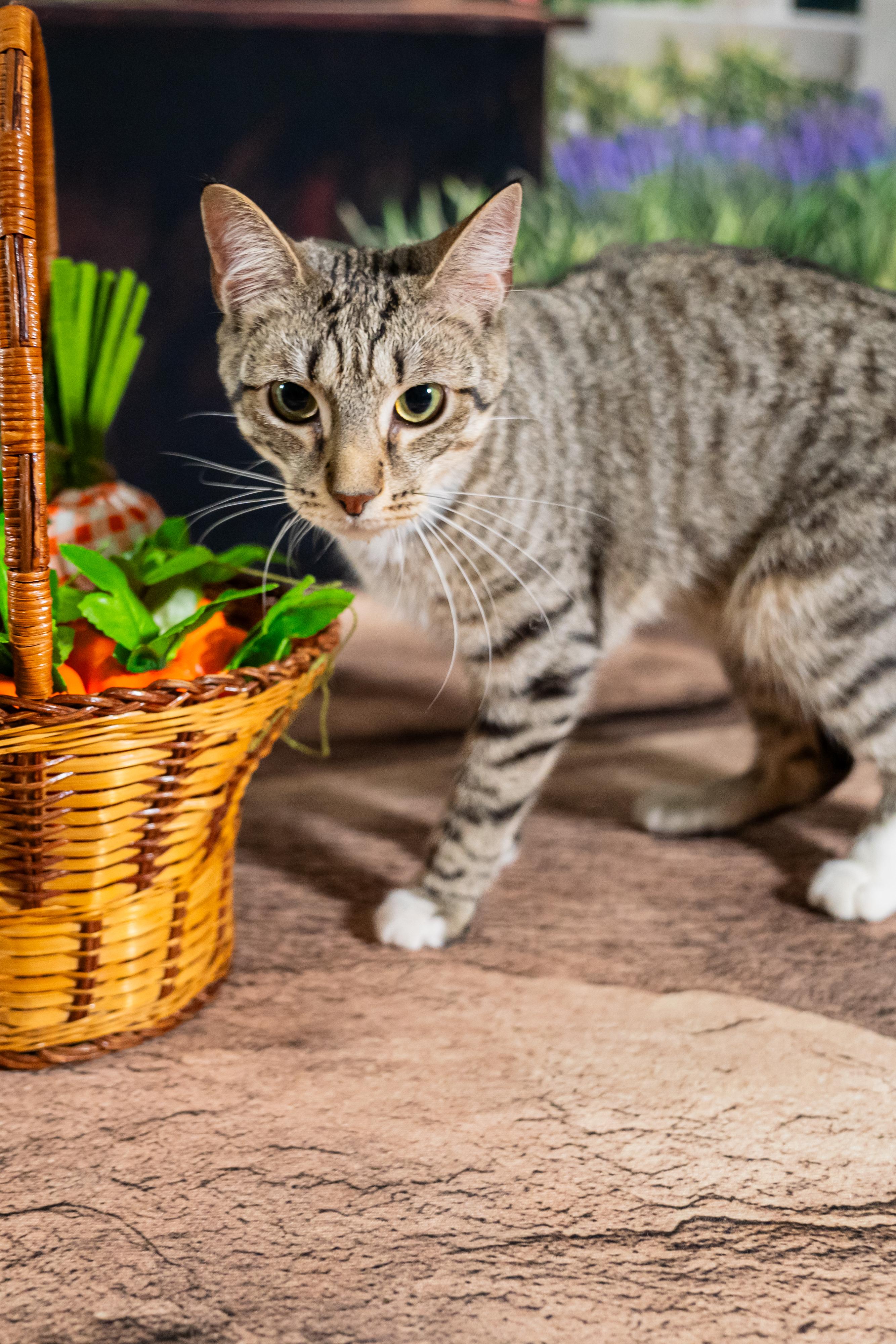 Enlarge Randal, an adopted mixed breed in Dellslow, WV image 3/4