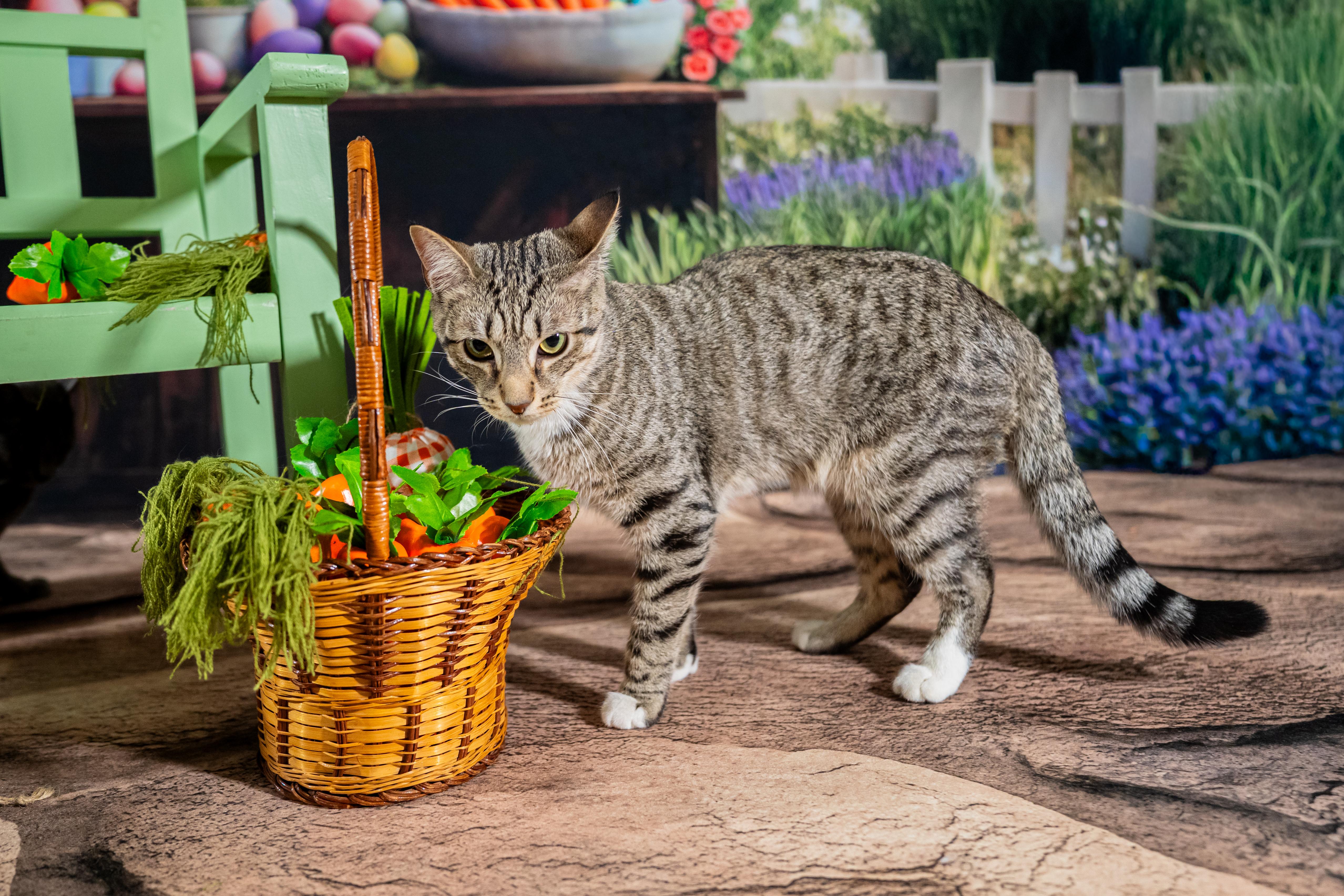 Enlarge Randal, an adopted mixed breed in Dellslow, WV image 2/4