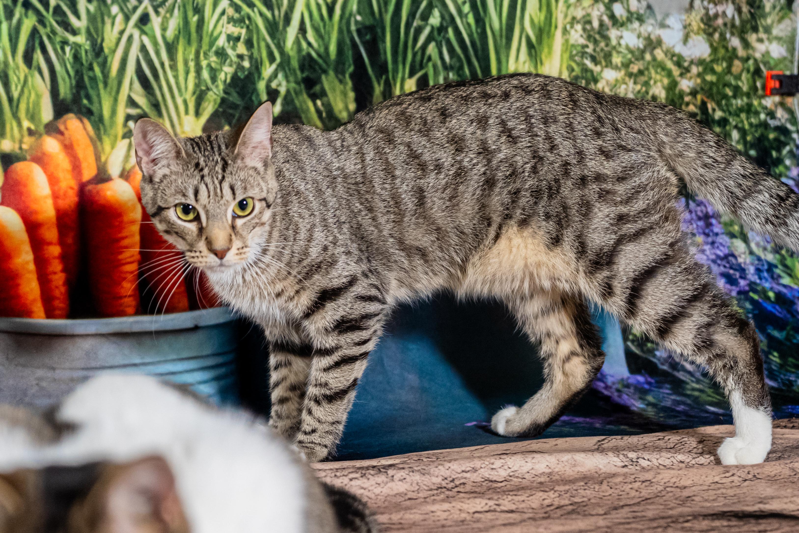 Enlarge Randal, an adopted mixed breed in Dellslow, WV image 4/4