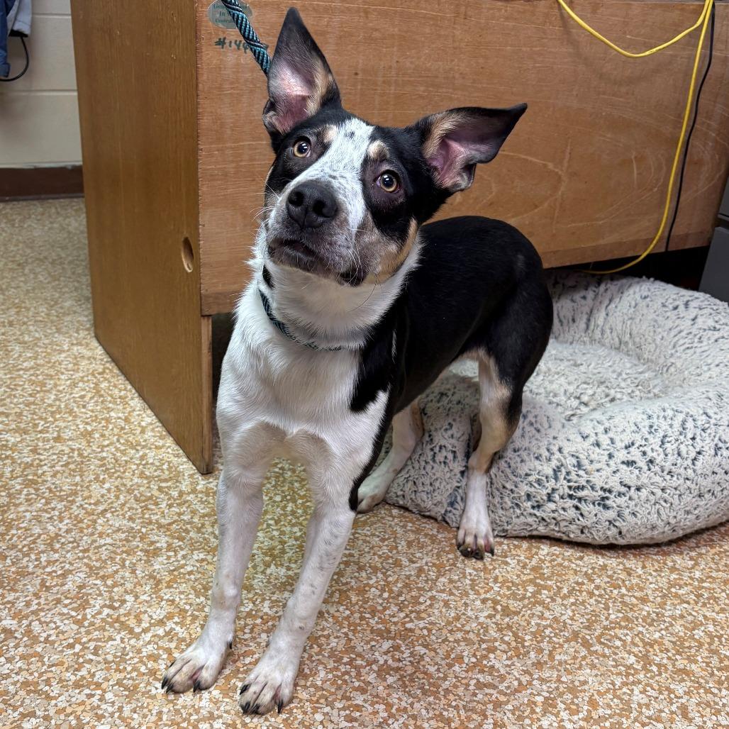 Dale, Adoptable, Young Male Pit Bull Terrier & Australian Cattle Dog / Blue Heeler.