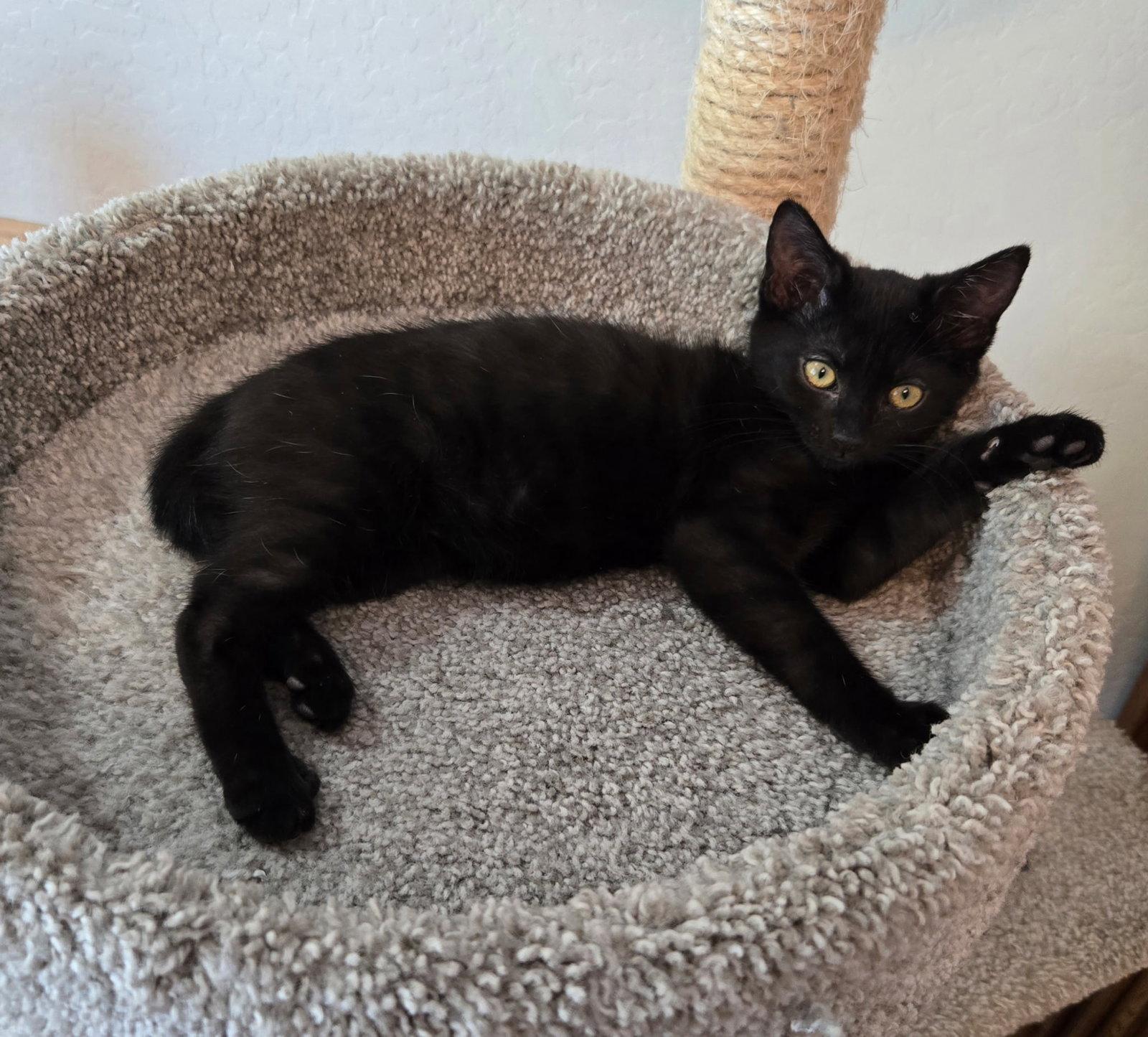 Enlarge Allison (Pink), a Adoptable Domestic Short Hair in Queen Creek, AZ image 2/3