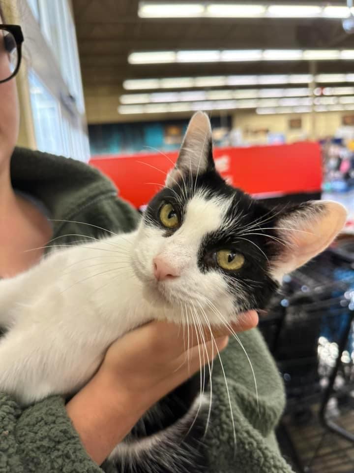 Enlarge Gina BV 1023, a Adoptable Tuxedo in Troy, MI image 3/6