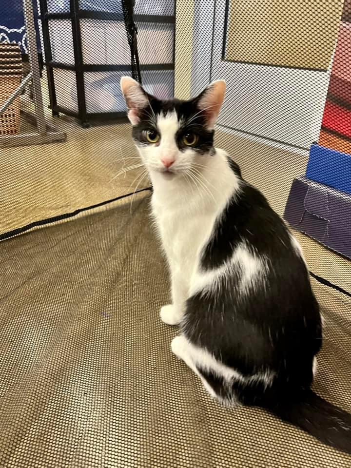 Gina BV 1023, Adoptable, Adult Female Tuxedo.