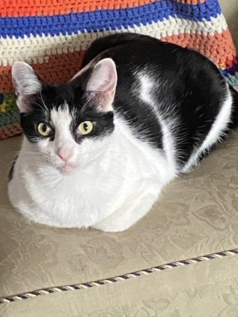 Gina BV 1023, Adoptable, Adult Female Tuxedo.