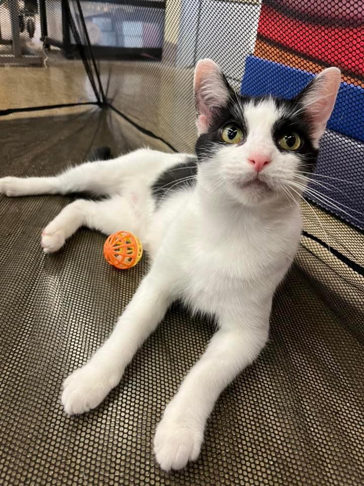 Enlarge Gina BV 1023, a Adoptable Tuxedo in Troy, MI image 5/6