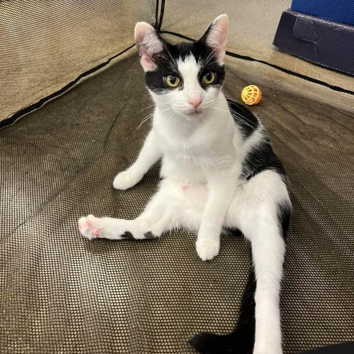 Enlarge Gina BV 1023, a Adoptable Tuxedo in Troy, MI image 2/6