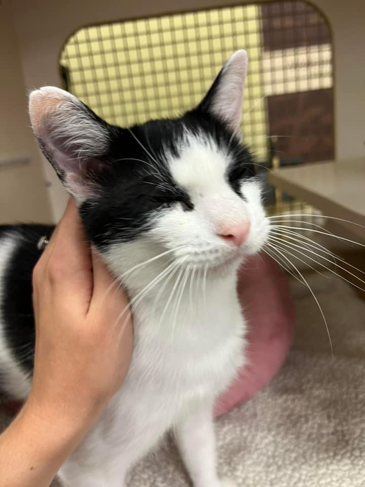 Enlarge Gina BV 1023, a Adoptable Tuxedo in Troy, MI image 6/6