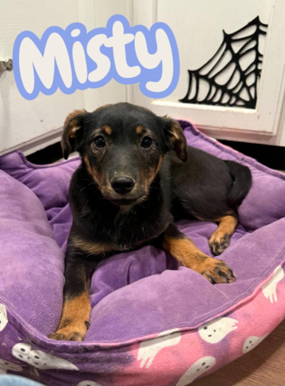 Misty, Adoptable, Young Female Miniature Pinscher & German Shepherd Dog.