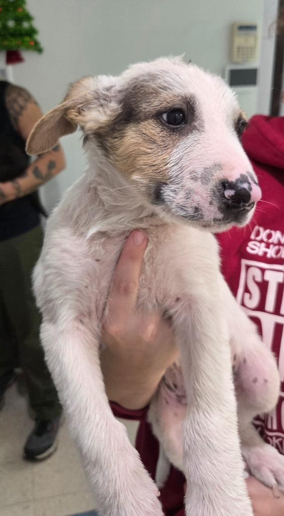 Henry, Adoptable, Puppy Male German Shepherd Dog.