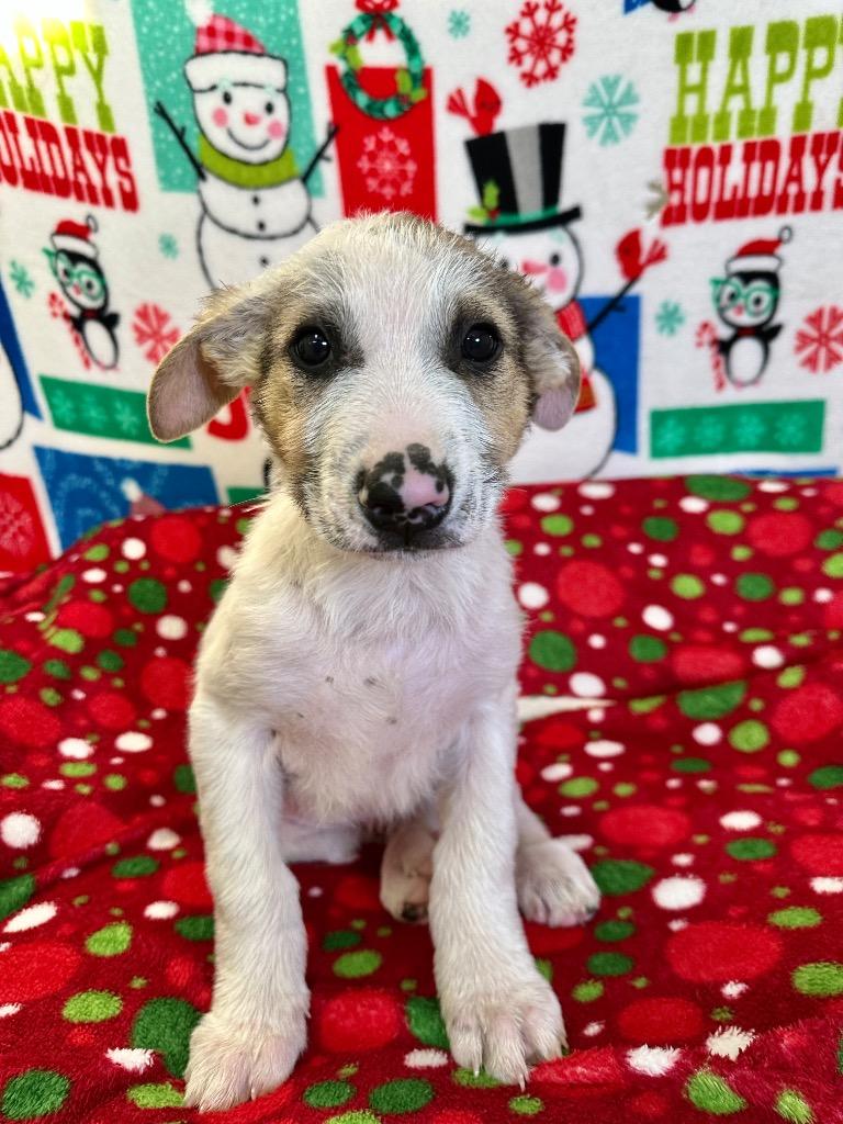 Henry, a Adoptable mixed breed in Brookings, OR image 2/2