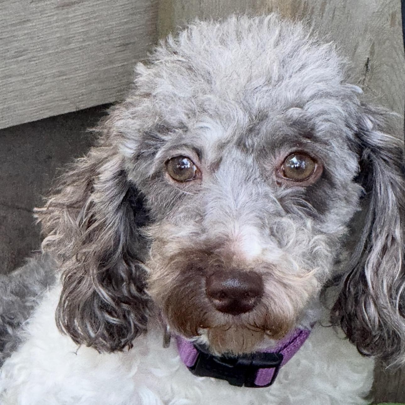 Amalie, a ADOPTABLE Miniature Poodle in Hartland, WI image 3/5