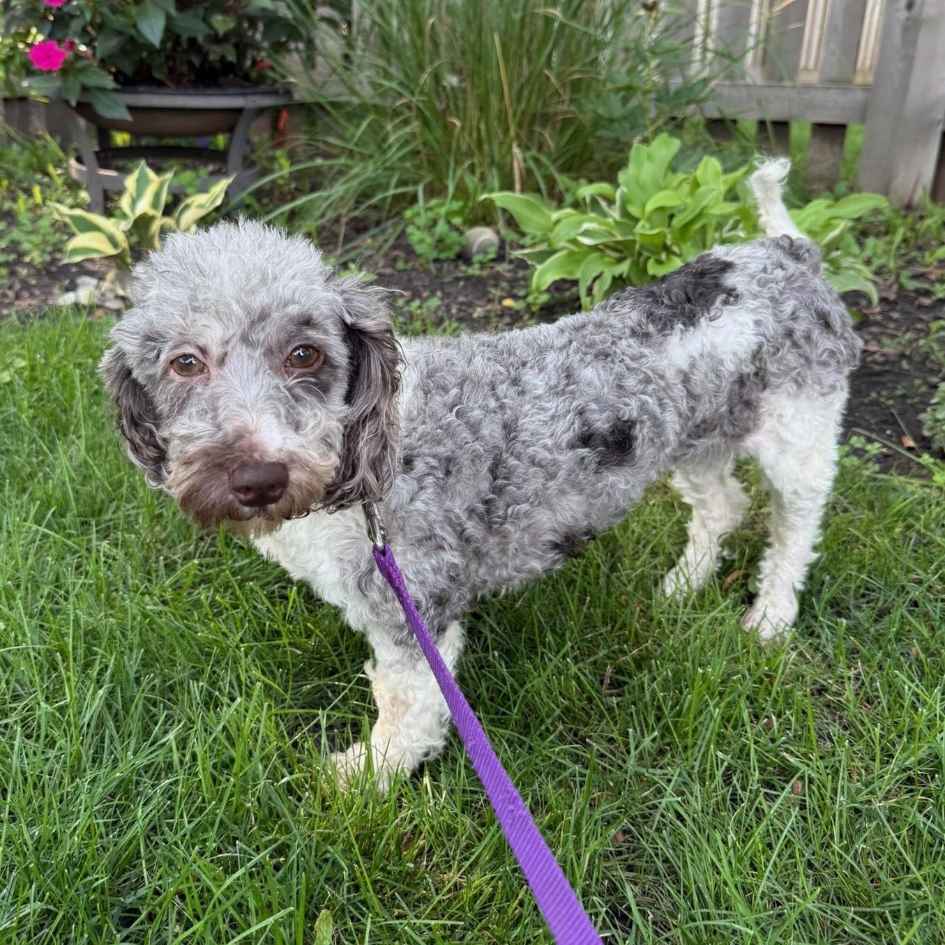 Amalie, ADOPTABLE, Adult Female Miniature Poodle.
