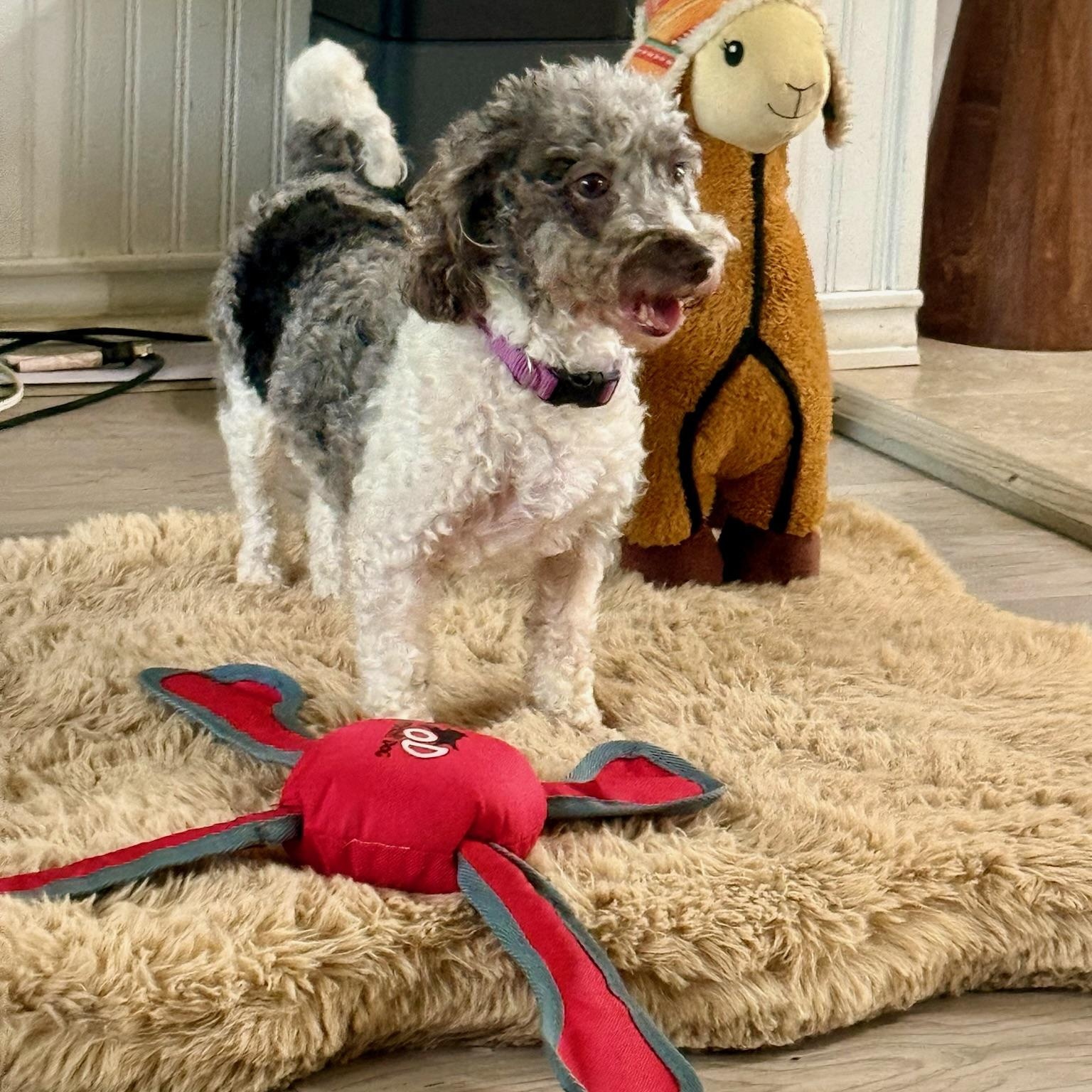 Amalie, a ADOPTABLE Miniature Poodle in Hartland, WI image 2/5