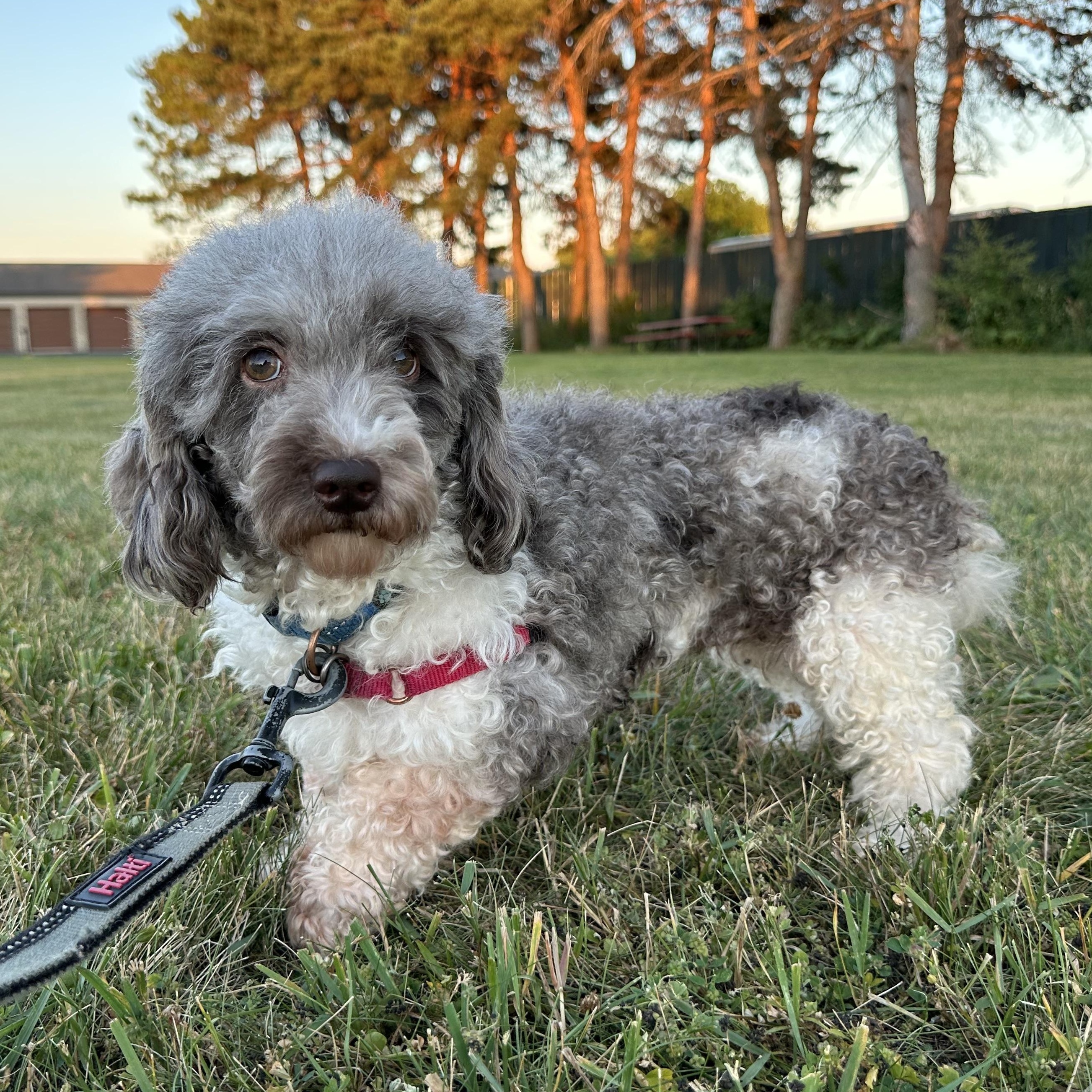Amalie-Foster Home Needed, a ADOPTABLE Miniature Poodle in Hartland, WI image 2/6