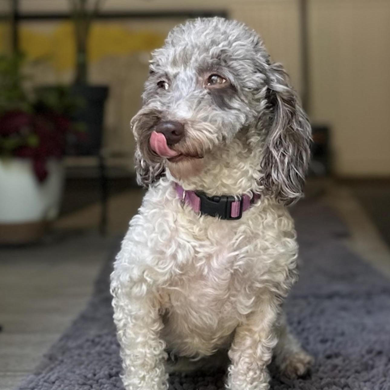 Enlarge Amalie, a ADOPTABLE Miniature Poodle in Hartland, WI image 3/6