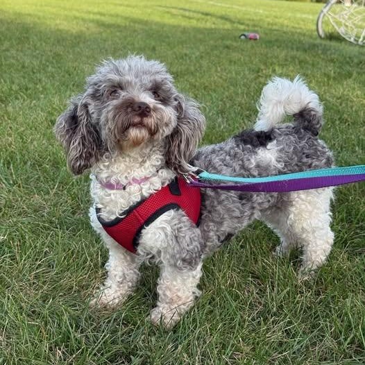 Enlarge Amalie, a Adoptable Miniature Poodle in Hartland, WI image 1/5