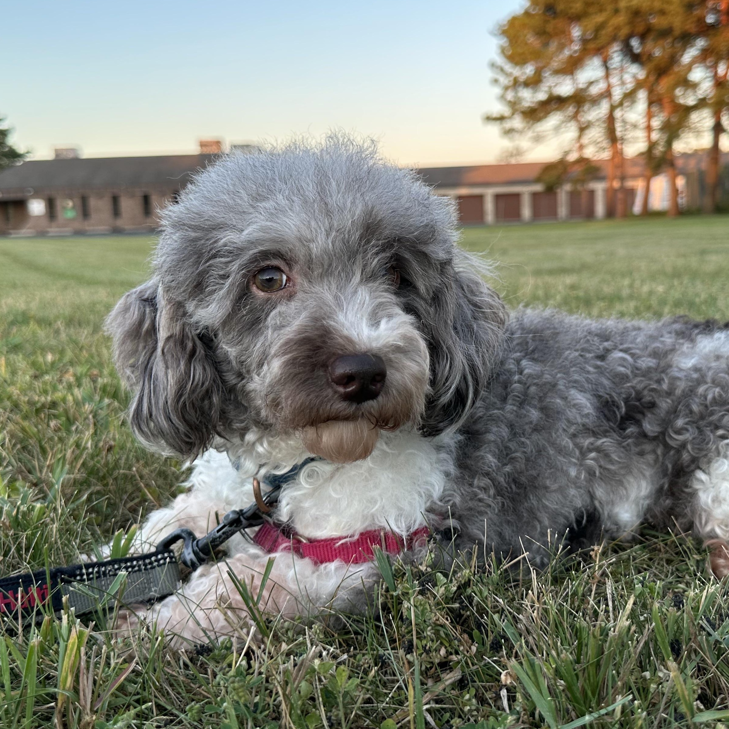 Amalie-Foster Home Needed, a ADOPTABLE Miniature Poodle in Hartland, WI image 5/6