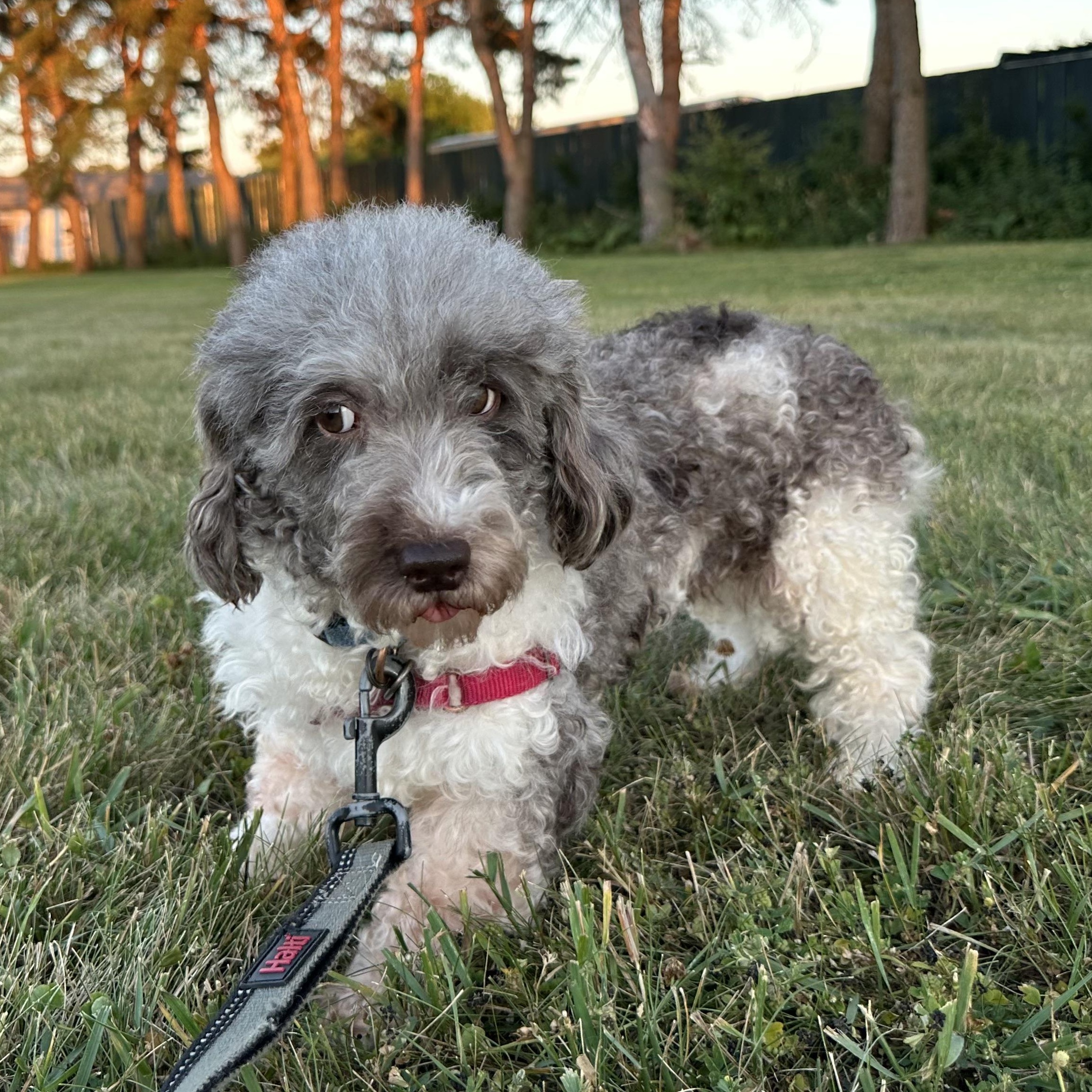 Amalie-Foster Home Needed, a ADOPTABLE Miniature Poodle in Hartland, WI image 3/6