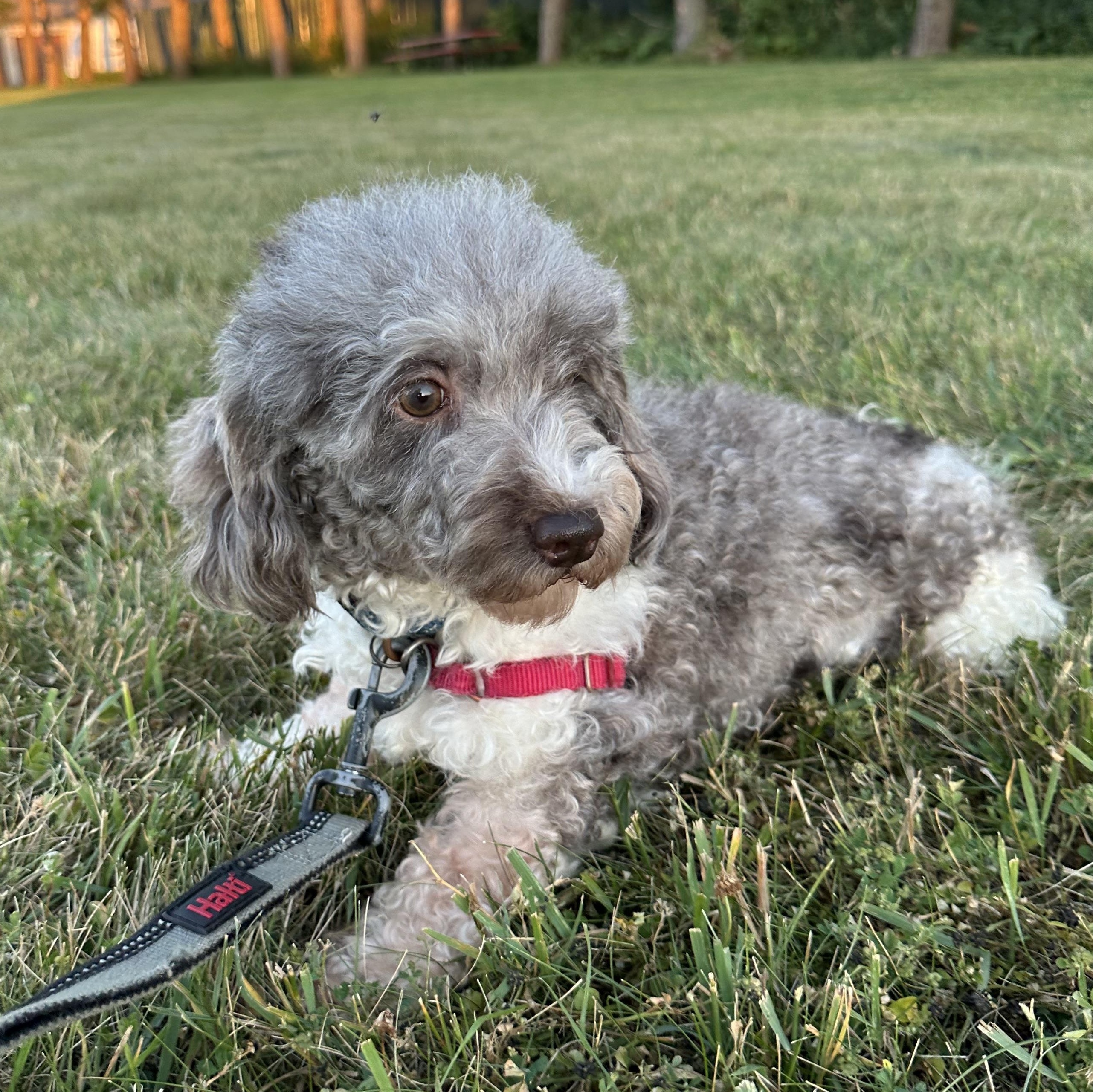 Amalie-Foster Home Needed, a ADOPTABLE Miniature Poodle in Hartland, WI image 4/6