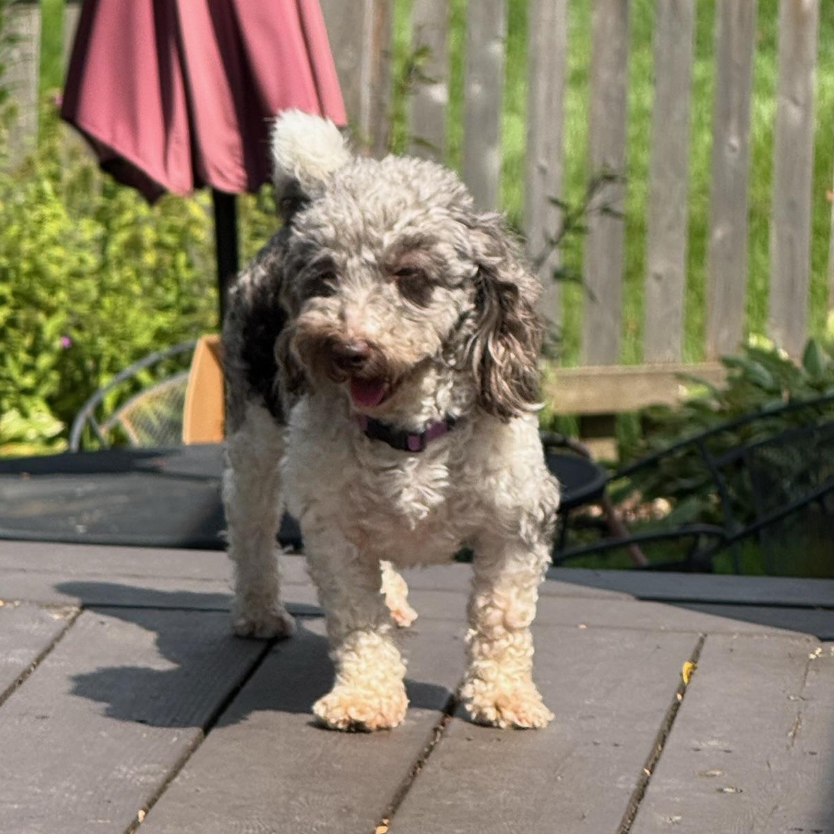 Enlarge Amalie, a ADOPTABLE Miniature Poodle in Hartland, WI image 1/6