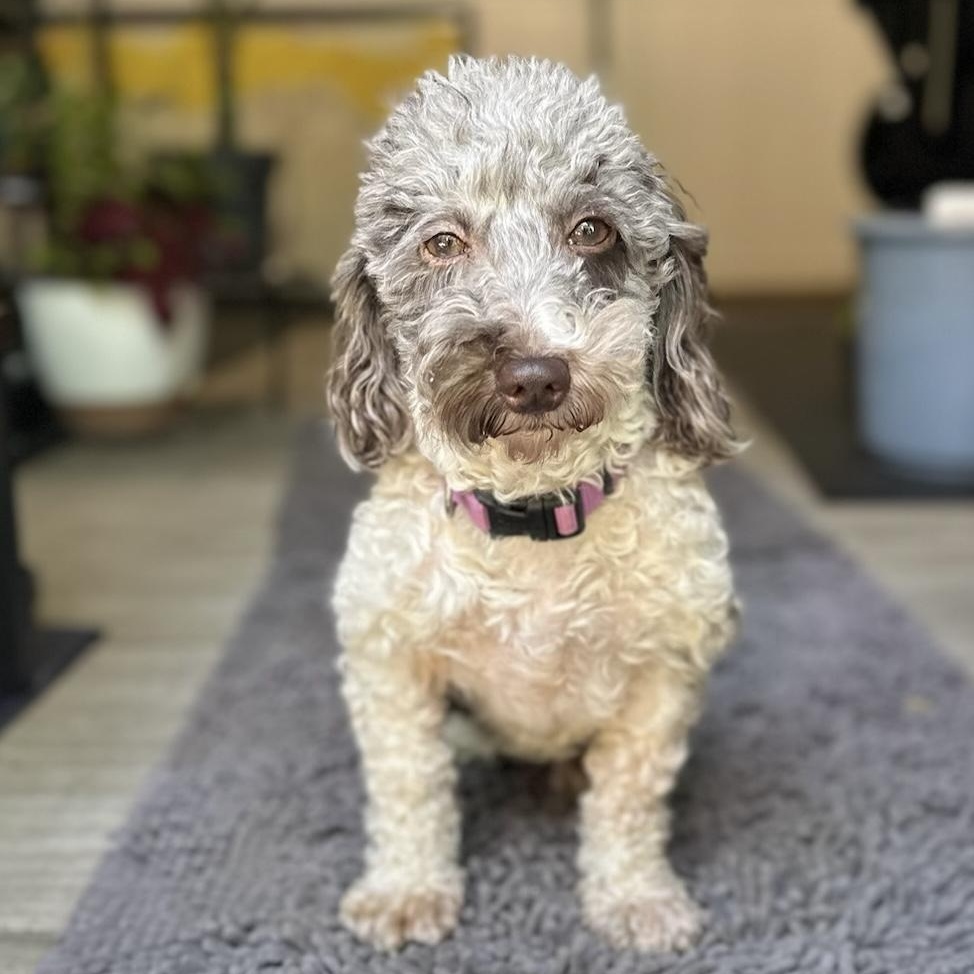 Enlarge Amalie, a Adoptable Miniature Poodle in Hartland, WI image 3/5