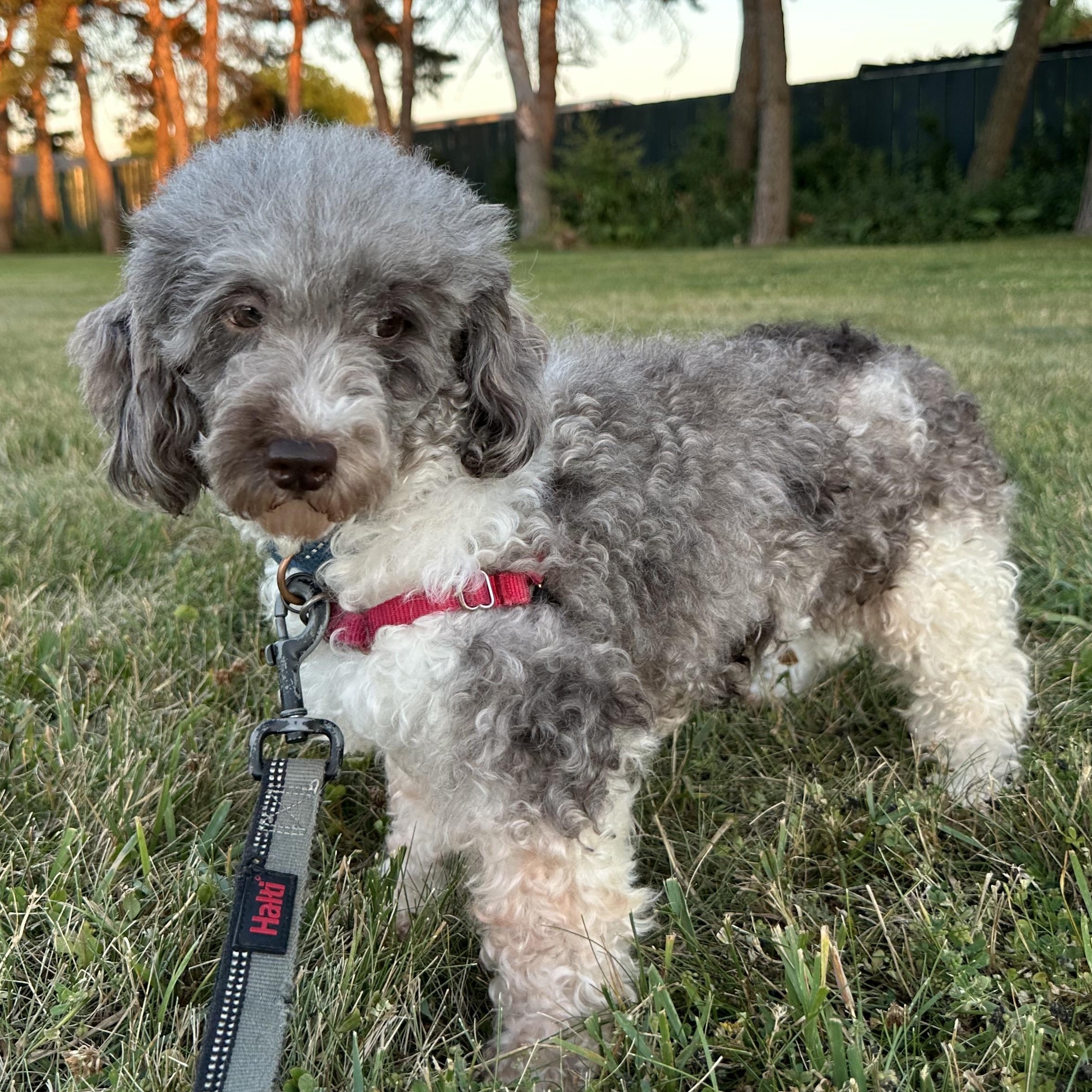 Amalie-Foster Home Needed, ADOPTABLE, Adult Female Miniature Poodle.
