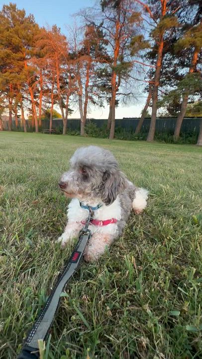 Enlarge Amalie-Foster Home Needed, a ADOPTABLE Miniature Poodle in Hartland, WI video 6/6