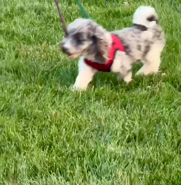 Enlarge Amalie, a Adoptable Miniature Poodle in Hartland, WI video 5/5