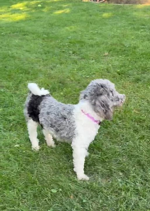 Enlarge Amalie, a ADOPTABLE Miniature Poodle in Hartland, WI video 6/6