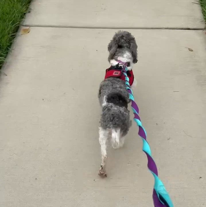 Enlarge Amalie, a ADOPTABLE Miniature Poodle in Hartland, WI video 4/5