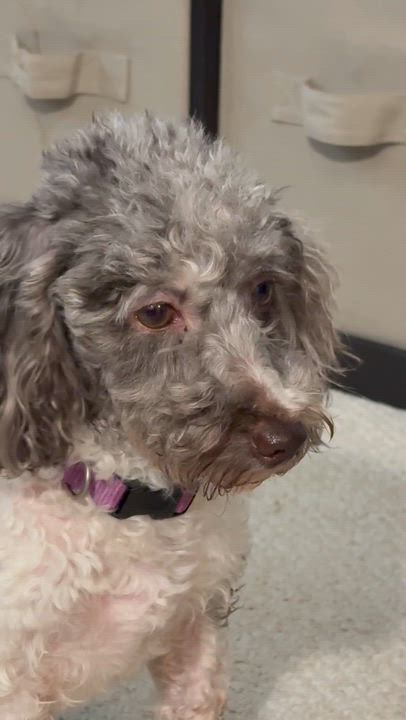 Enlarge Amalie, a ADOPTABLE Miniature Poodle in Hartland, WI video 5/5