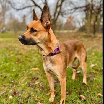 Enlarge Luna , a ADOPTABLE German Shepherd Dog in Midland, MI image 3/3