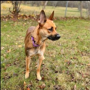 Enlarge Luna , a ADOPTABLE German Shepherd Dog in Midland, MI image 2/3