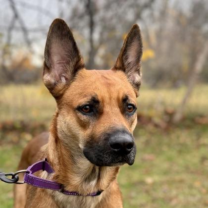 Luna , ADOPTABLE, Adult Female German Shepherd Dog.