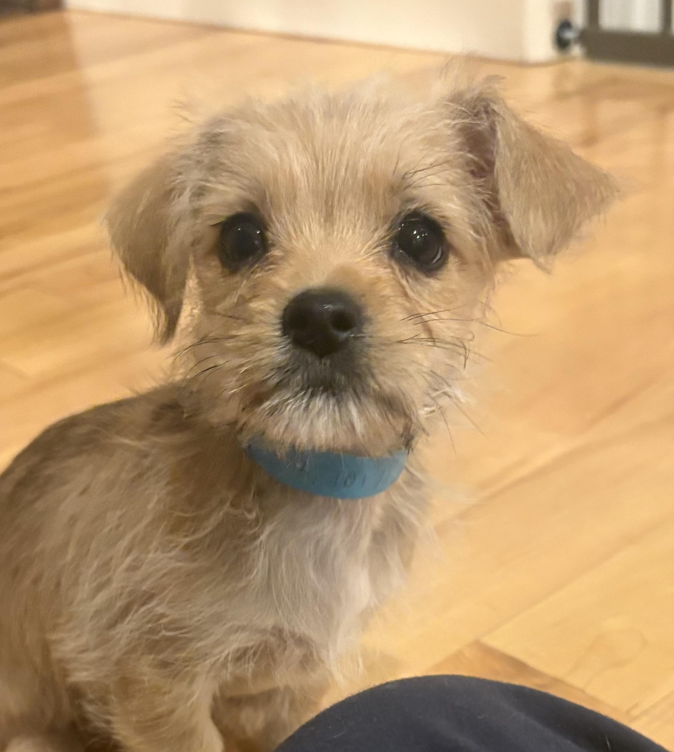 Peppermint, a ADOPTABLE mixed breed in Fort Collins, CO image 1/3