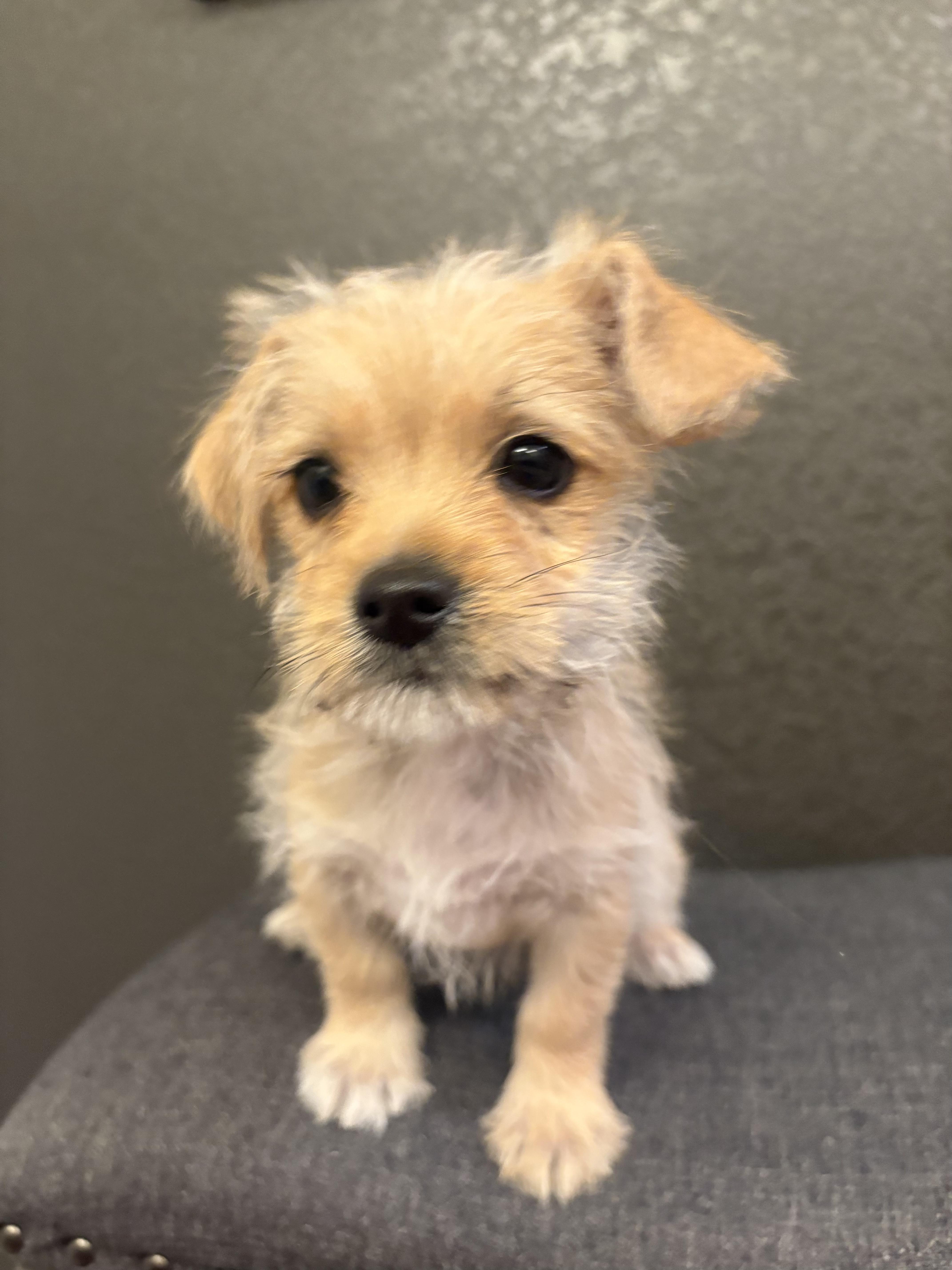 Peppermint, a ADOPTABLE mixed breed in Fort Collins, CO image 2/3