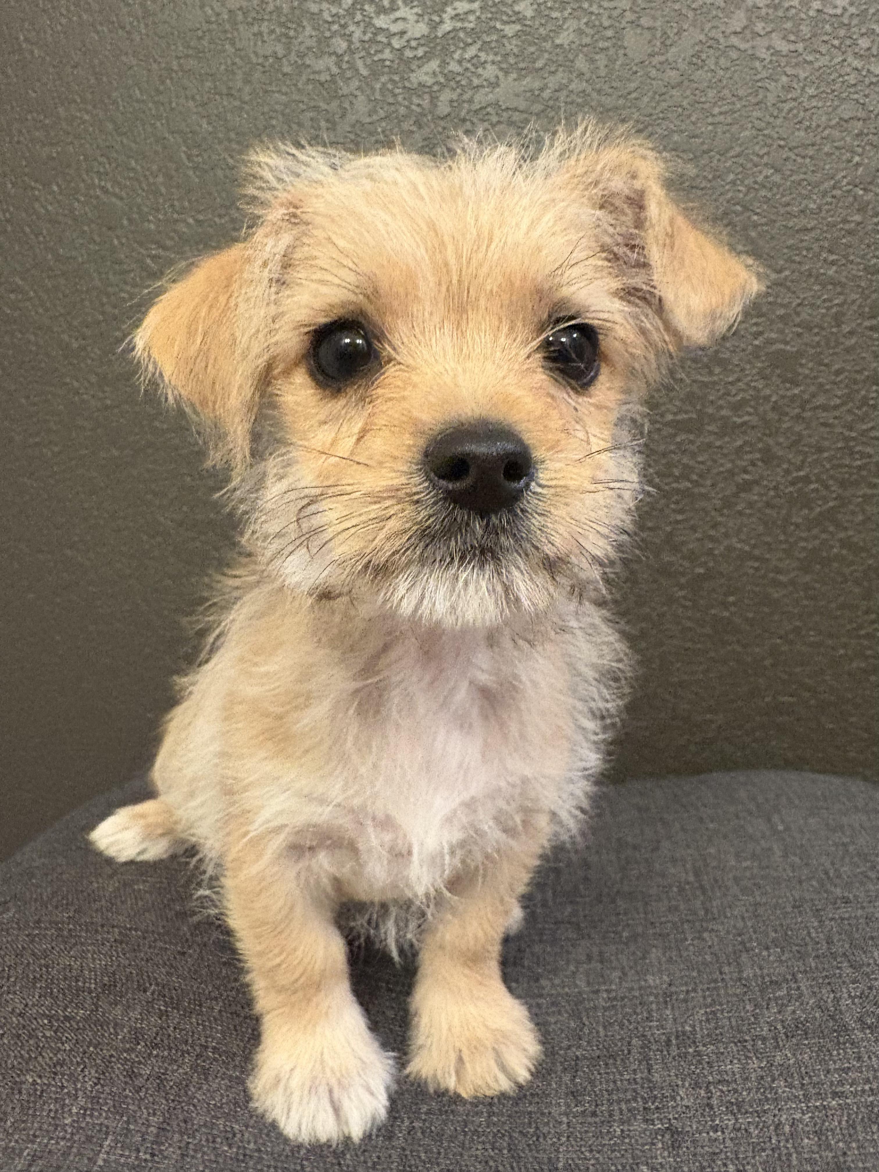 Peppermint, ADOPTABLE, Puppy Male Terrier & Chihuahua.