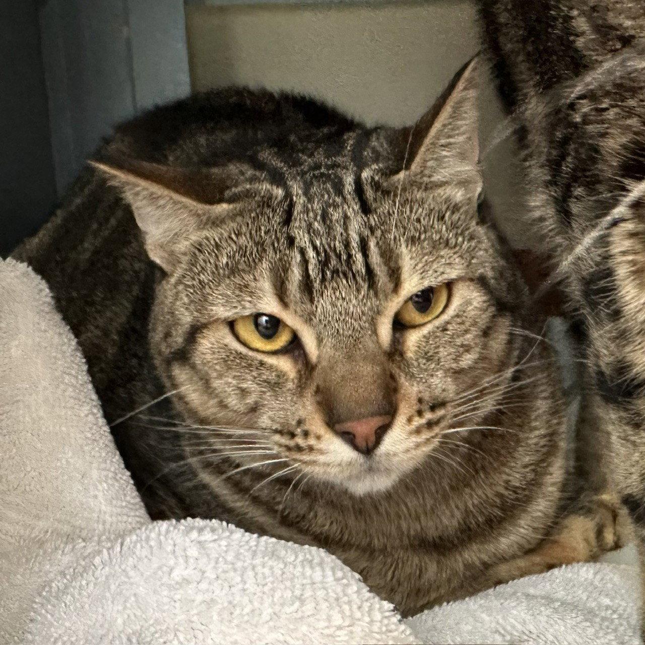 Lili & Vivi, Adoptable, Adult Female Domestic Short Hair.