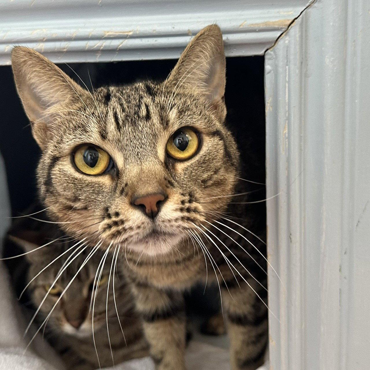 Enlarge Lili & Vivi, a Adoptable Domestic Short Hair in Burlingame, CA image 2/3