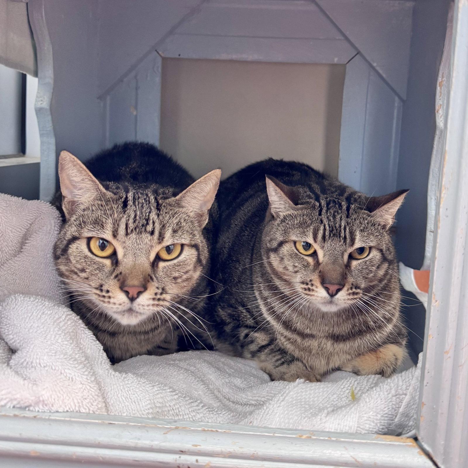 Enlarge Lili & Vivi, a Adoptable Domestic Short Hair in Burlingame, CA image 3/3