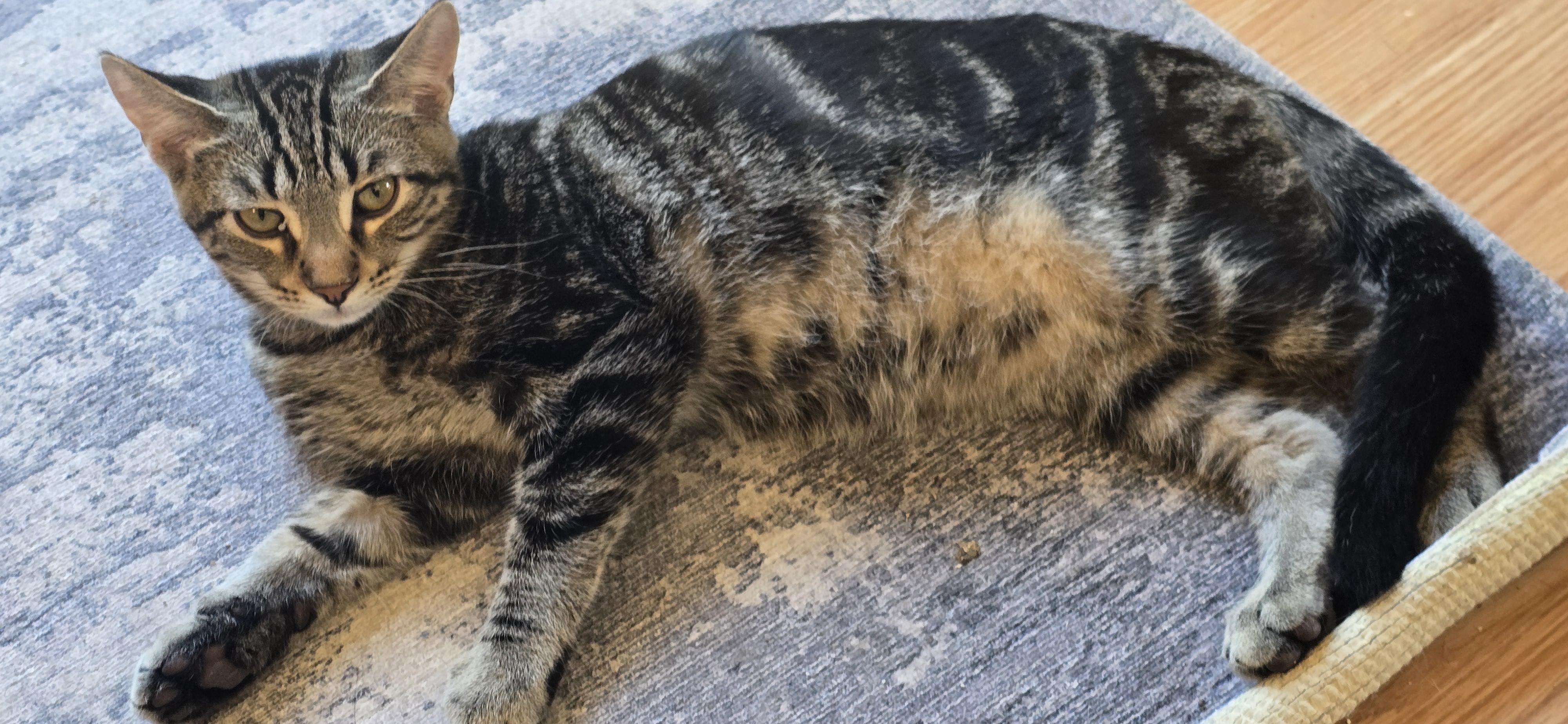 Chip, a Adoptable Tabby in Stevensville, ON image 2/2