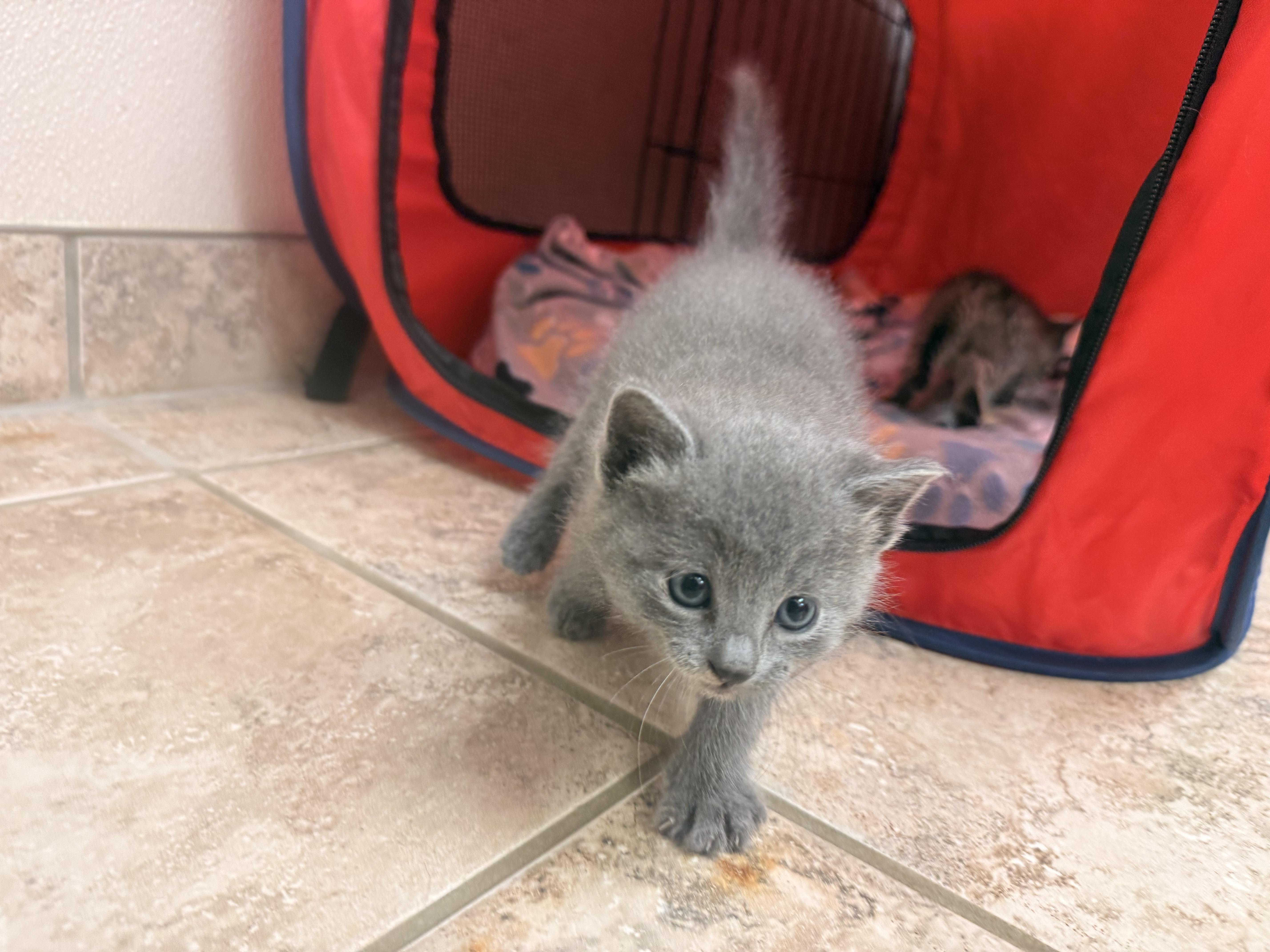 Stray Kitten, adopted, Kitten Male Domestic Medium Hair.