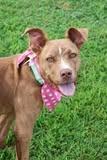 Lucy, Adoptable, Puppy Female Mixed Breed.