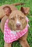 Lucy, a Adoptable mixed breed in Columbia, TN image 2/5