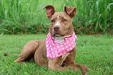 Lucy, a Adoptable mixed breed in Columbia, TN image 3/5