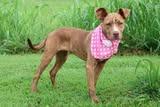 Lucy, a Adoptable mixed breed in Columbia, TN image 4/5