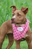 Lucy, a Adoptable mixed breed in Columbia, TN image 5/5