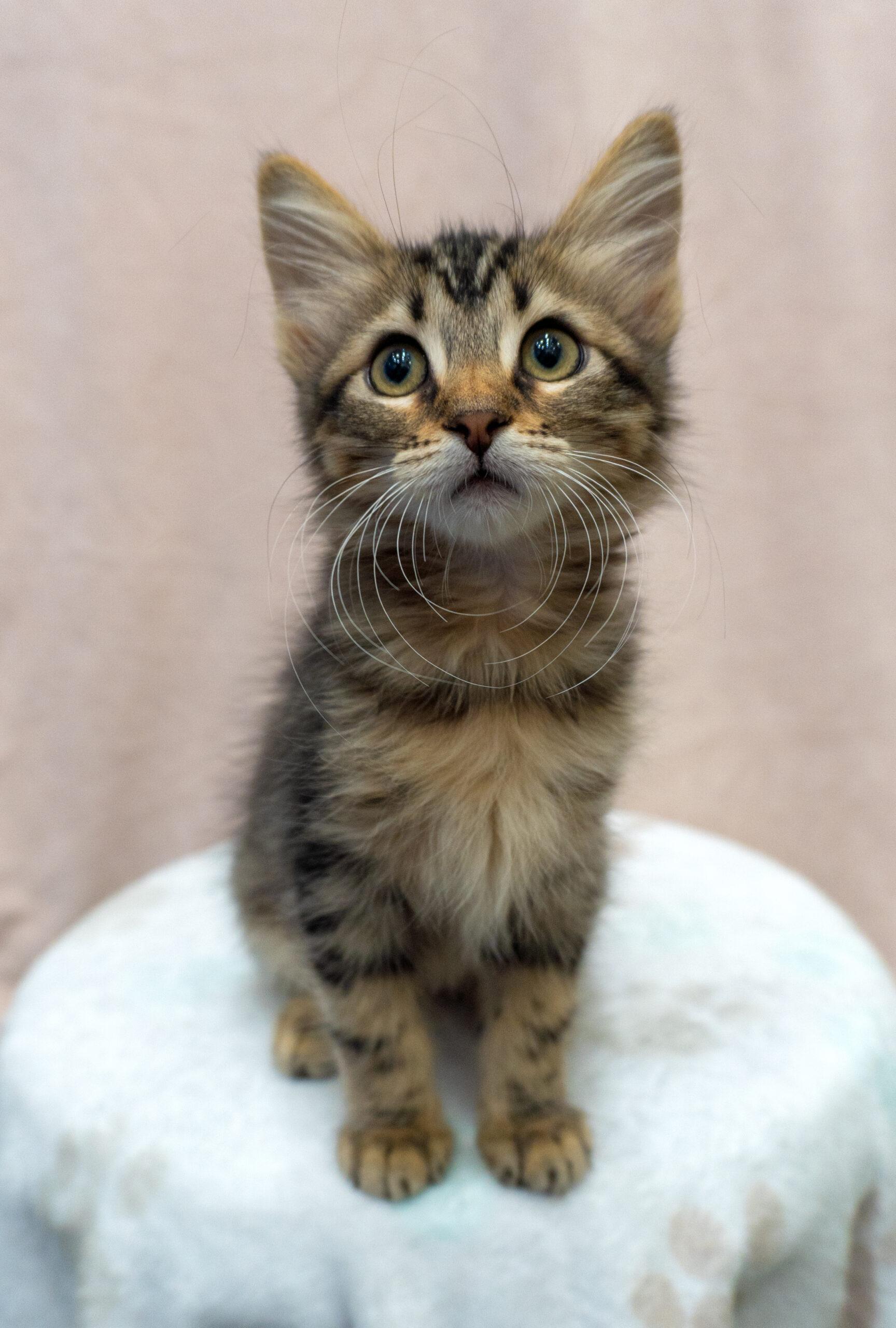 Photo of Baby Female Domestic Short Hair Tabby (Brown / Chocolate)
