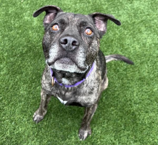Diesel, Adoptable, Senior Male Staffordshire Bull Terrier.