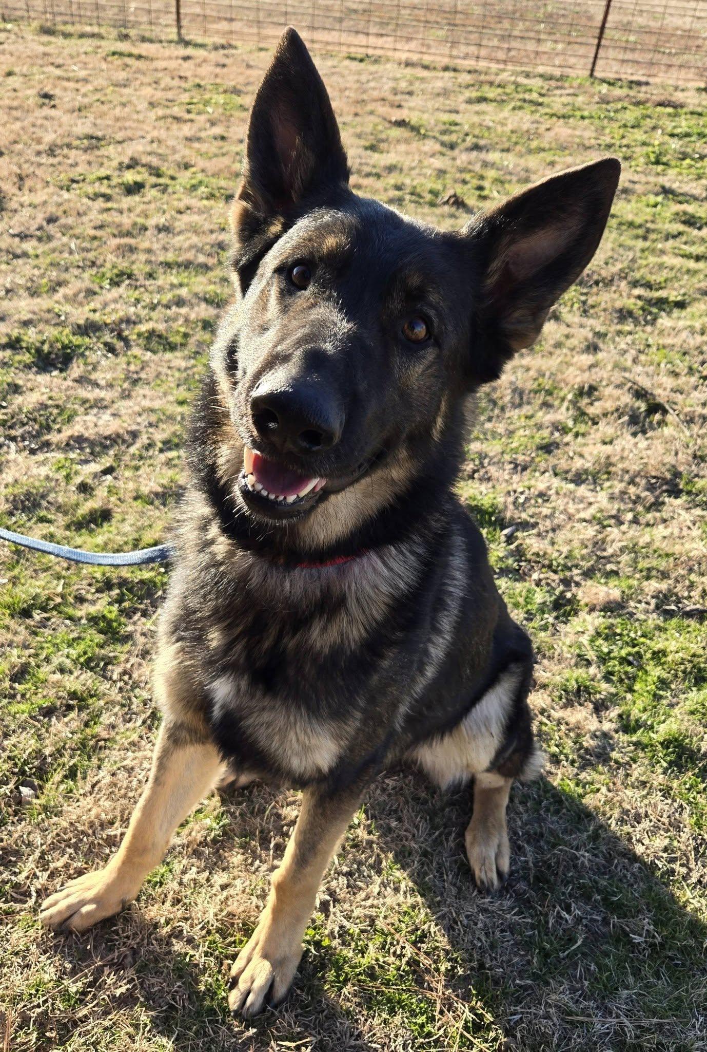Mack, adopted, Adult Male Shepherd & German Shepherd Dog.